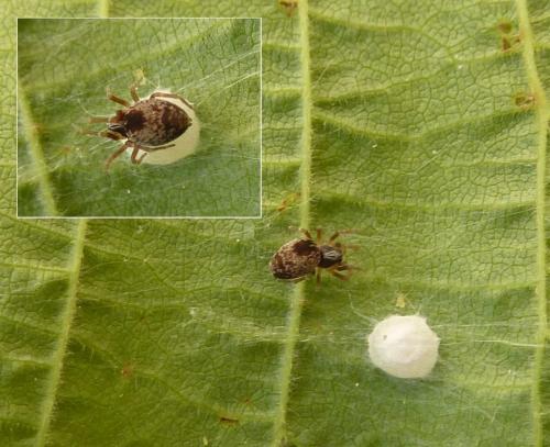 Réf. 222 239 : Dictyna sp.